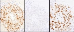 HDGF Antibody, Novus Biologicals 0.1mL; Unlabeled:Antibodies, Polyclonal